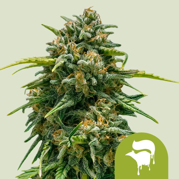 Sweet Skunk Auto Seeds
