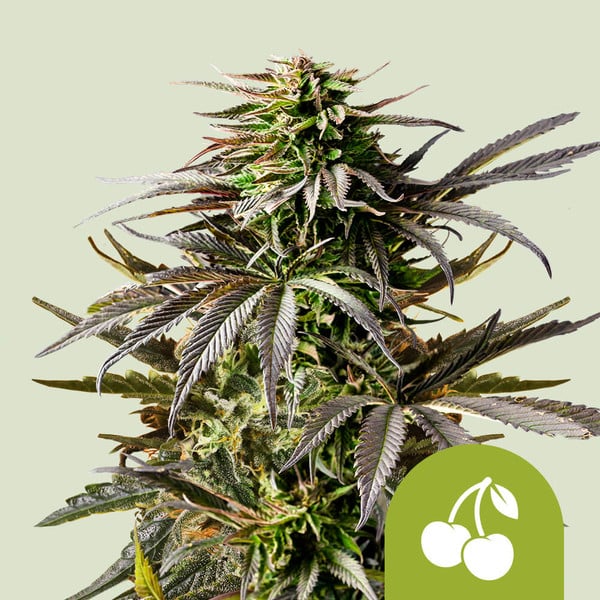 Cherry Pie Auto Seeds