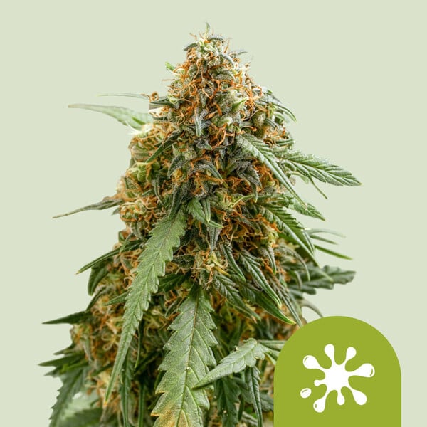 Sticky Queen Auto Seeds