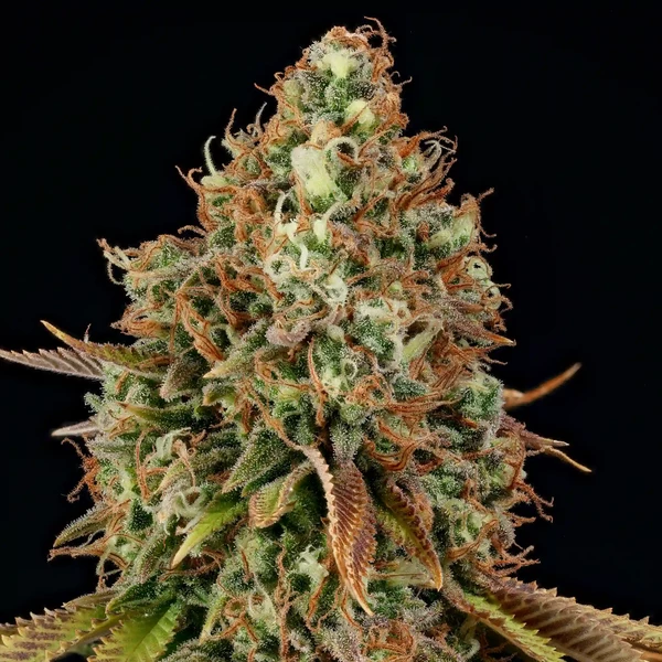 Purple Punch Strain Feminized Fast Version Seeds
