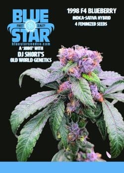 1998 Blueberry F4 Feminized Seeds