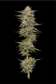 Banana OG Auto Feminized Seeds
