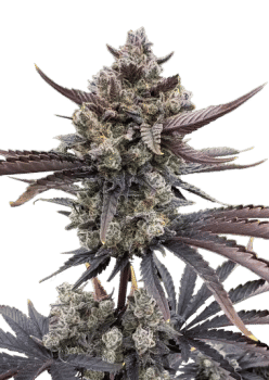 Banana Purple Punch RF3 Auto Feminized Seeds