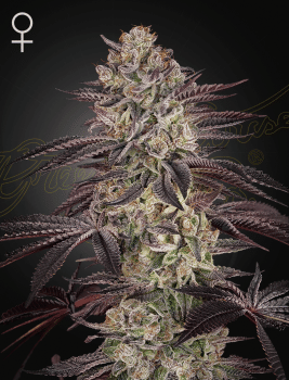 Biscotti Auto Feminized Seeds