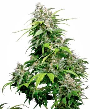 California Indica Feminised Seeds