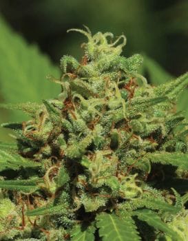 Emerald Fire OG Auto Feminised Seeds