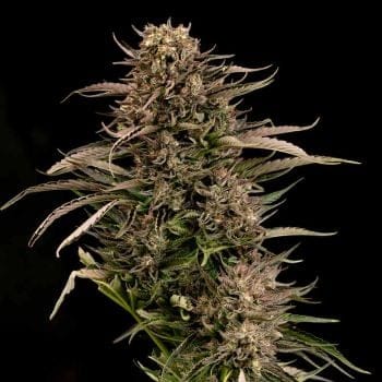 Fatso GMO F1 Auto Feminized Seeds