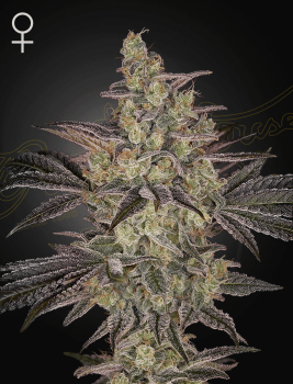 Frosted Guava Auto Feminized Seeds