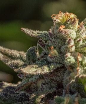 Fuegisima Fast Feminized Seeds - 5
