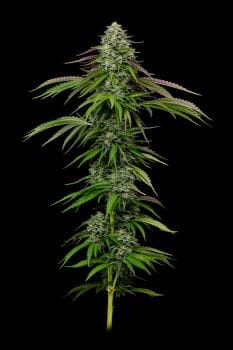 Garlic Budder Auto Feminized Seeds