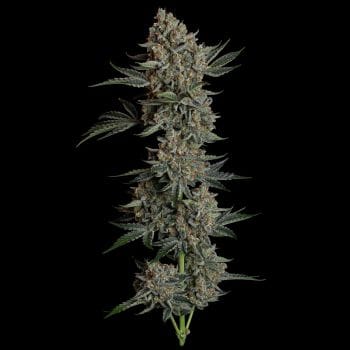 Gelato 41 BX Auto Feminized Seeds