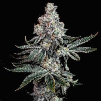 Grandpa's Cookies R2 V1 Feminized Seeds