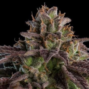 Kmintz Auto Feminized Seeds