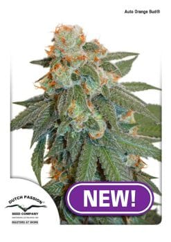 Orange Bud Auto Feminized Seeds