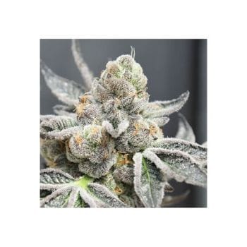 Radical Juice Auto Feminized Seeds