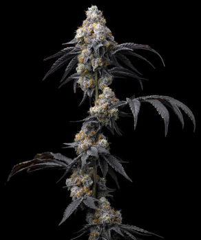 Rainbow Sherbet feminized seeds Seeds