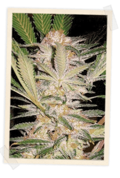 S.A.D. F1 Fast Feminised Seeds