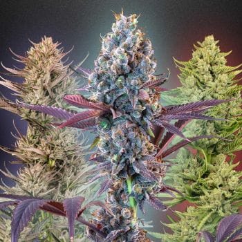 MegaMix Feminized Seeds