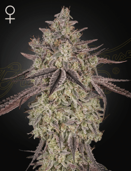 Skywalker Auto Feminized Seeds