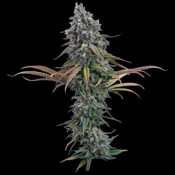 Space Queen Feminized Seeds