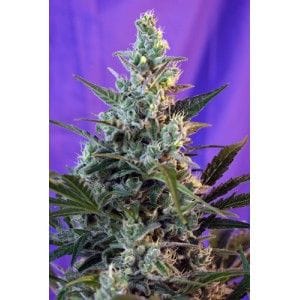 Sweet Skunk Auto Feminized Seeds