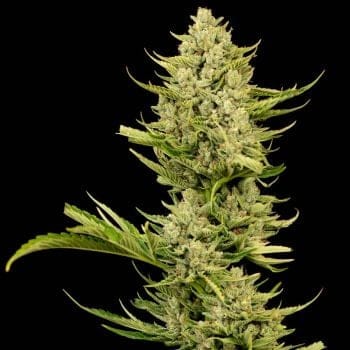 Tangerine Snow F1 Fast Feminized Seeds