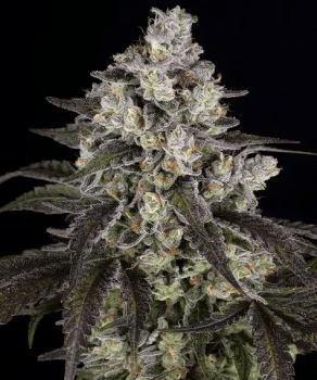 Trainwreck feminized seeds Seeds