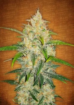 Zkittlez Auto Feminised Seeds