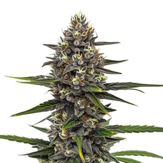 Astro Fizz Feminized Seeds