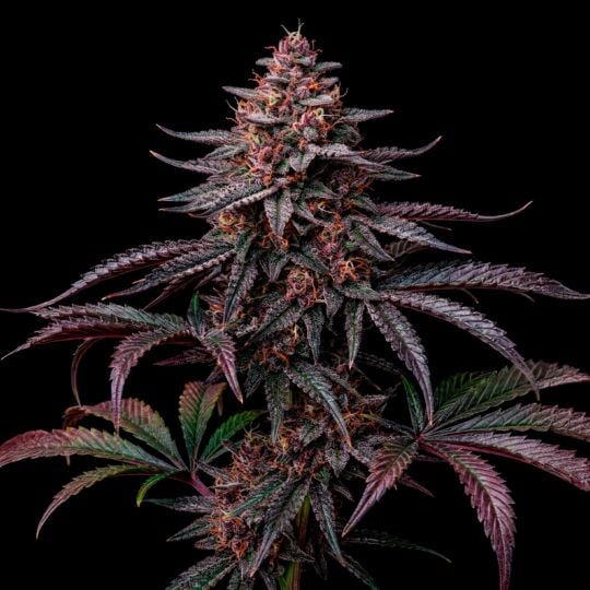 Black Jack Autoflower Seeds