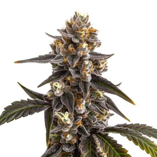 Grave Candy Autoflower Seeds