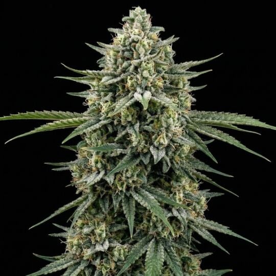 Moby Dick Feminized Seeds