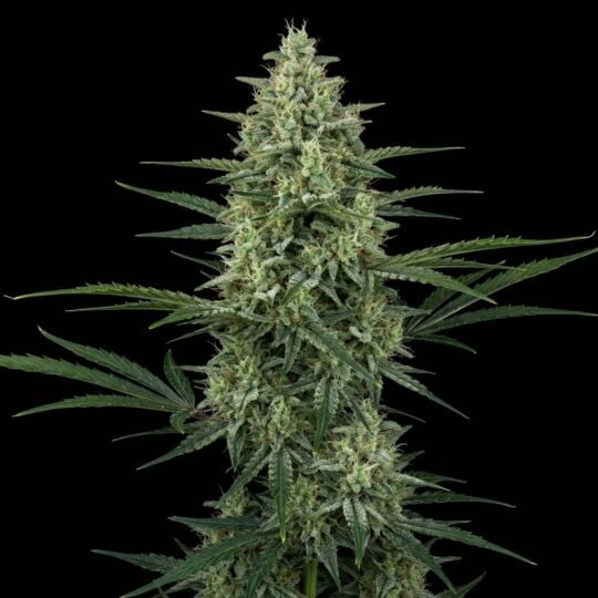 Super Lemon Haze Autoflower Seeds