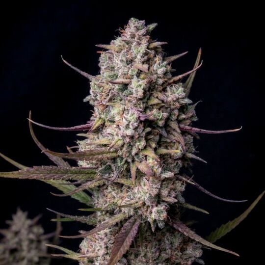 Tropicanna Cookies Autoflower Seeds