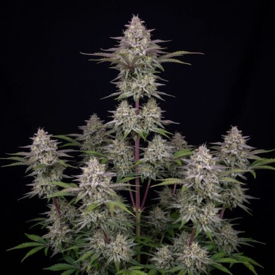 Wedding Cheesecake Autoflower Seeds