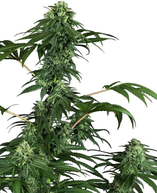 420 Punch Feminized Seeds