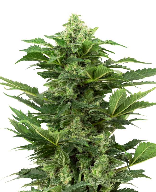 Afghan Pearl CBD Automatic Seeds