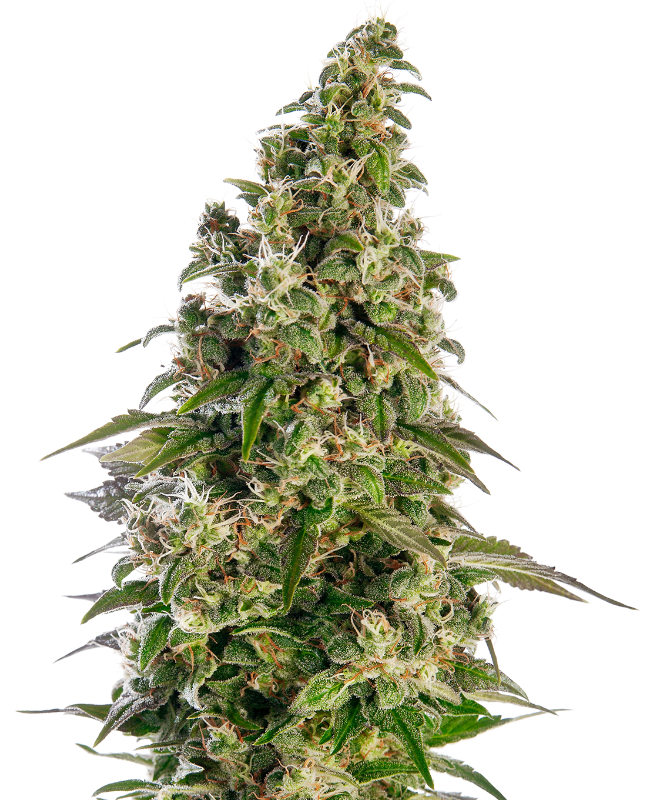 Afghani #1 Automatic Seeds