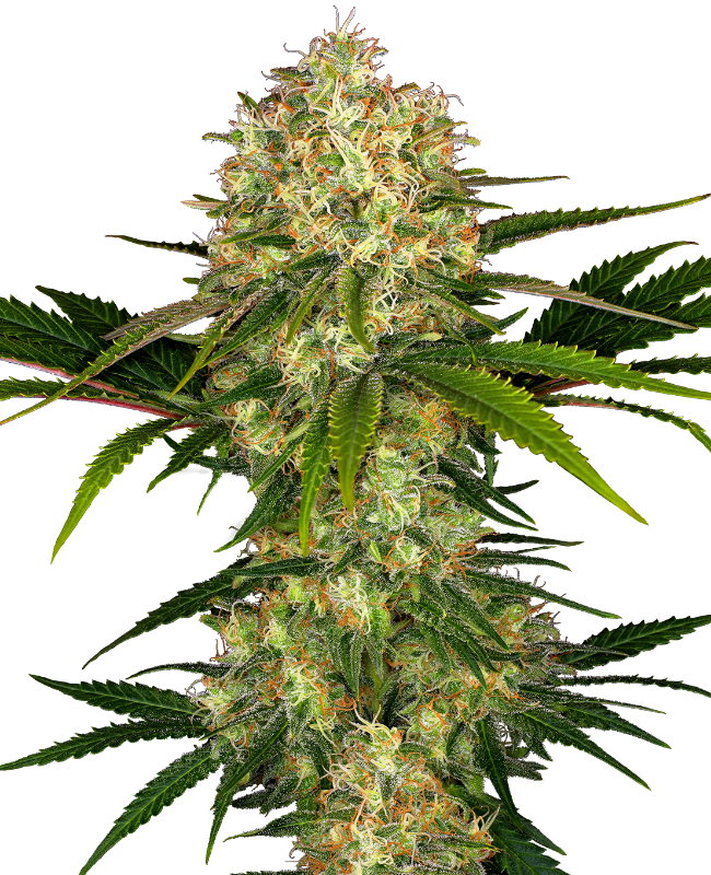 Afghani #1 Feminized Seeds