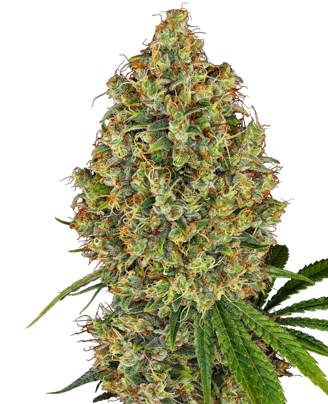 AK-420 Feminized Seeds