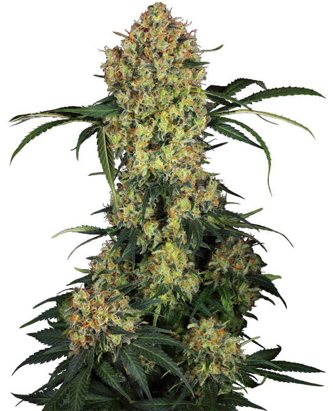 Aloha OG Feminized Seeds