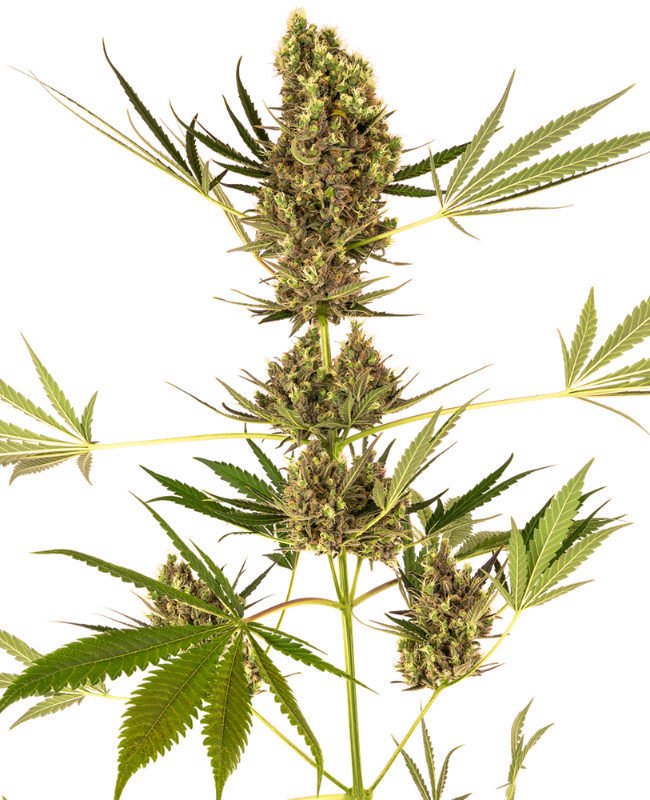 Alpine Delight CBD Automatic Seeds