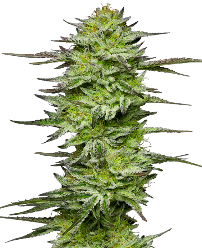 Amnesia Jelly Automatic Seeds