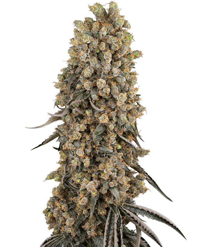 Blue Dream Feminized Marijuana Seeds | Crop King Seeds