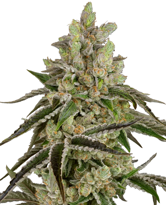 B-Funk Feminized Seeds