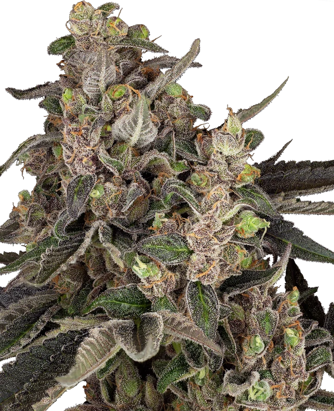 Bahama Mama Automatic Seeds