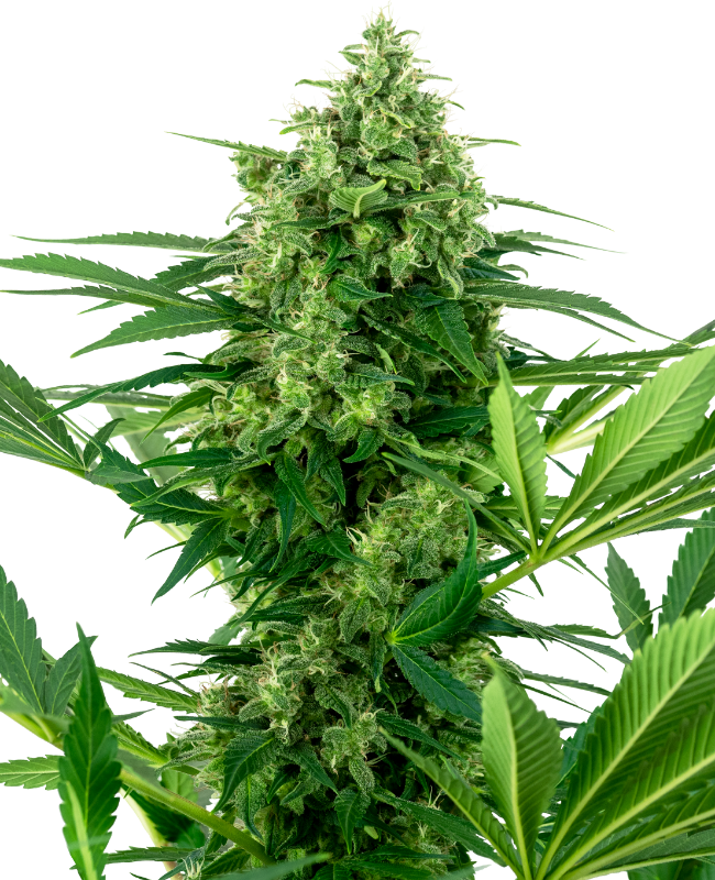 Banana Frosting Feminized Seeds