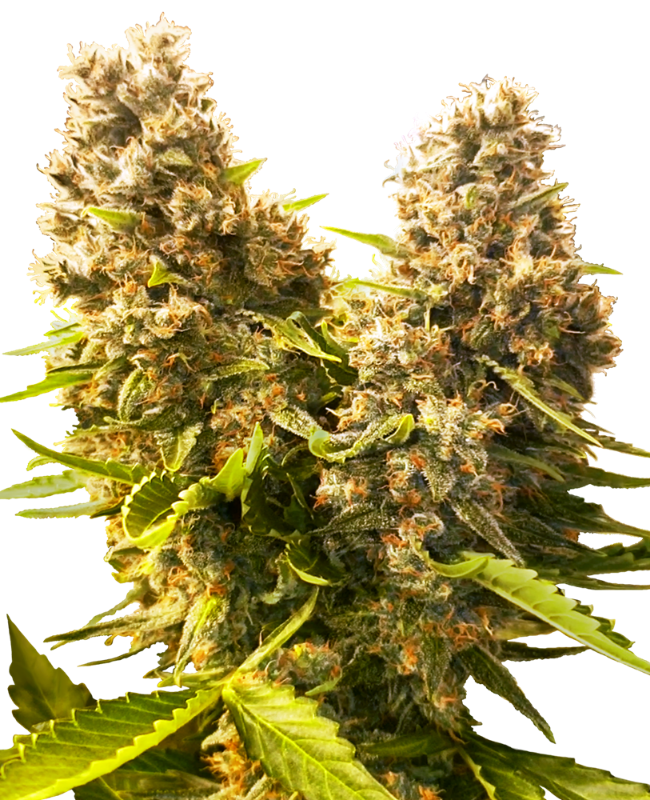 Banana Kush Cake Automatic Seeds