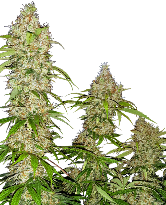 Banana Kush Cake Feminized Seeds