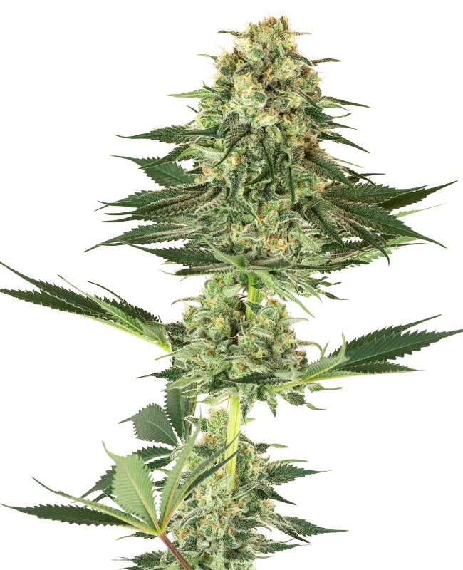Banana Kush Feminized Seeds